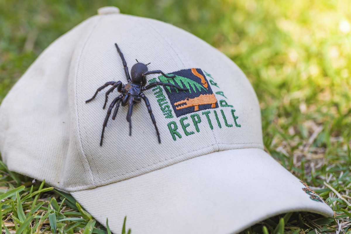 In this Dec. 10, 2023 photo supplied by the Australian Reptile Park, a male specimen of the Sydney funnel-web spider, the world's most poisonous arachnid, has been found and donated to the Austra ...