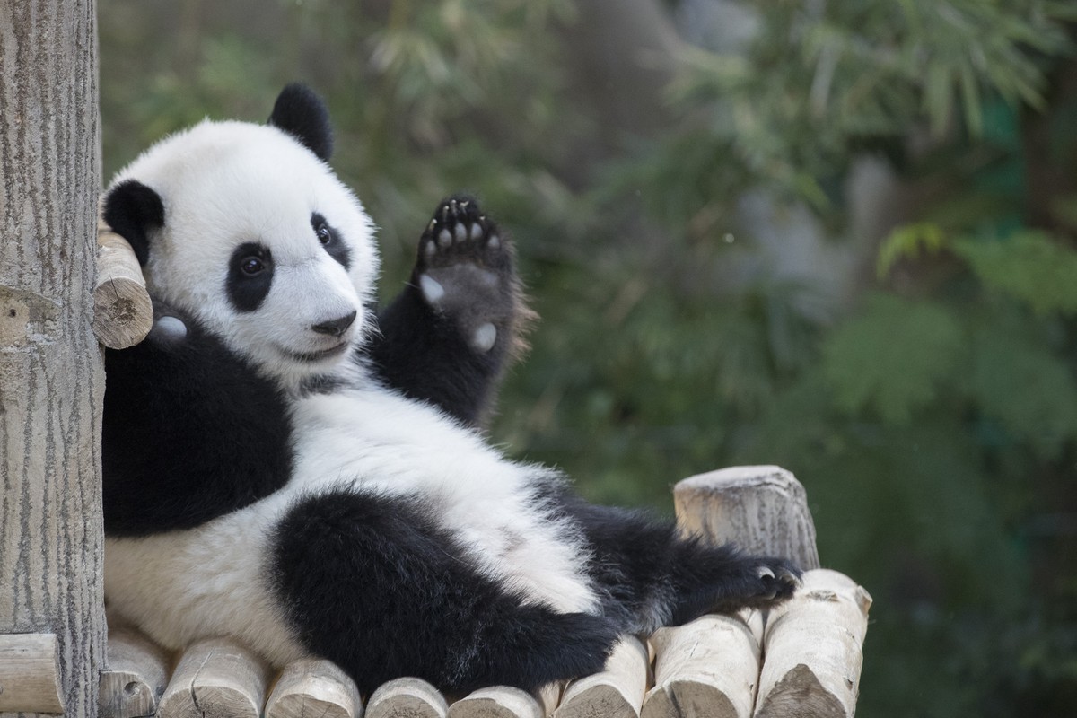 A female panda (unnamed) born in a Malaysian zoo last year looks on during her first birthday at the National Zoo in Kuala Lumpur, Malaysia, Monday, Jan. 14, 2019. She is the second offspring of giant ...