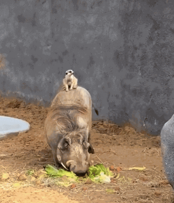 Animiertes GIF