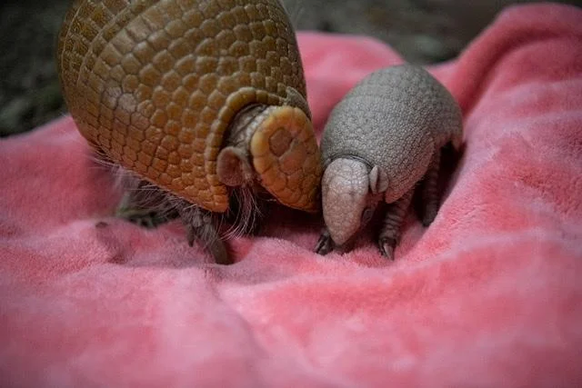 gürteltier armadillo cute news

https://www.reddit.com/r/Armadillo/comments/s1rbho/baby_armadillo_born_at_point_defiance_zoo_with/