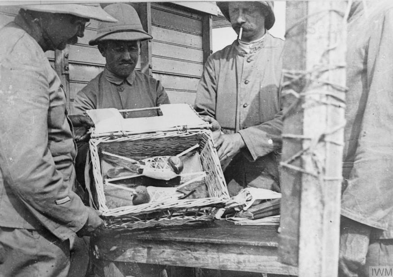 French troops with two carrier pigeons strapped in their travelling basket.
https://www.iwm.org.uk/collections/item/object/205194800