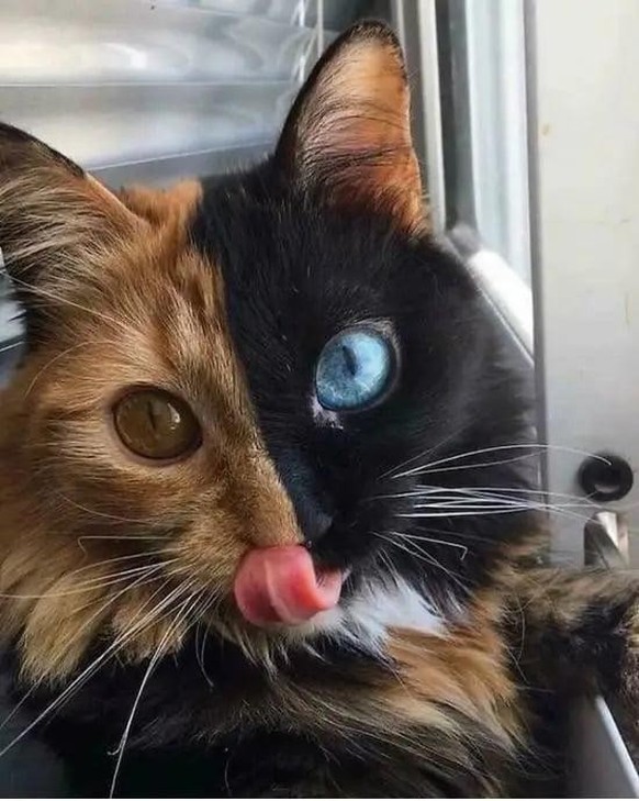 cute news tier katze

https://www.reddit.com/r/CatsBeingCats/comments/1fe54h1/shes_a_beauty/
