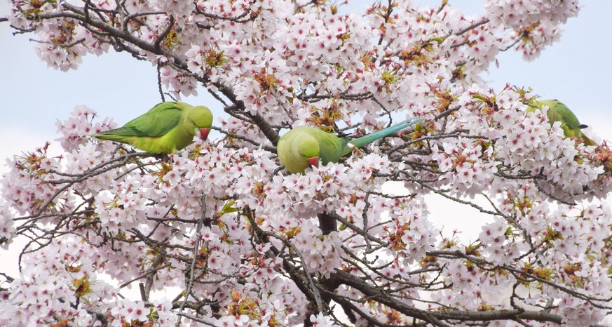 March 26, 2025, London, United Kingdom: Ring-necked parakeets munch on the flowers of a cherry blossom tree in St James s Park. London United Kingdom - ZUMAs197 20250326_aab_s197_004 Copyright: xVukxV ...