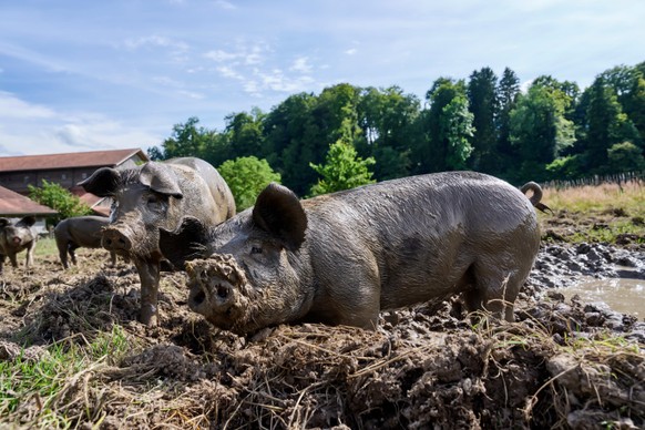 &lt;p&gt;Schwein in artgemässer Haltung in der Schweiz. Bild: VIER PFOTEN | Sven Germann&lt;/p&gt;