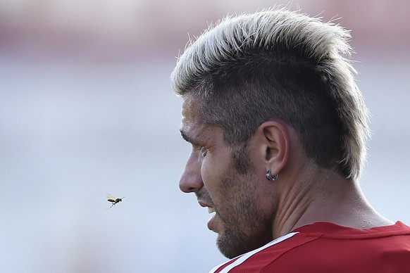 Valon Behrami, Auge in Auge mit einer Wespe.