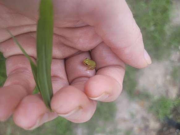 Kleiner Frosch für Cute News