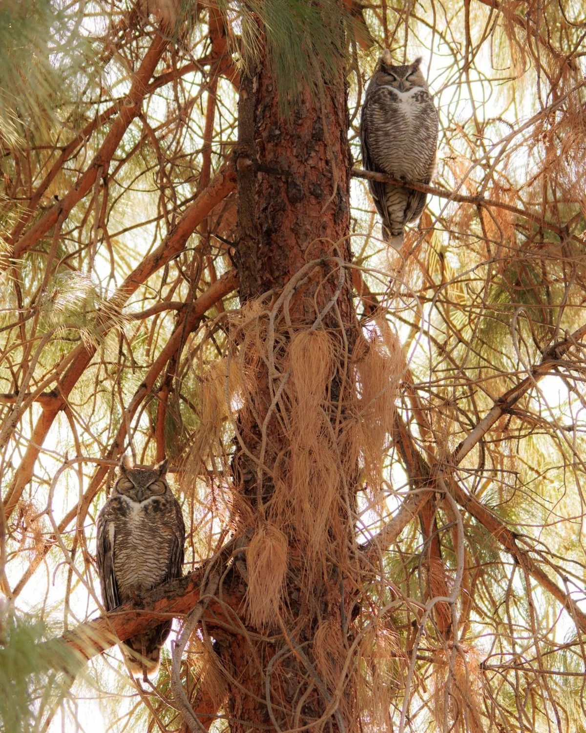 cute news tier eule

https://www.reddit.com/r/Owls/comments/1hbkgyr/great_horned_owl_mates/