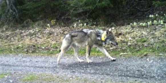 GPS-Sender von Wolf M237 in Ungarn gefunden.