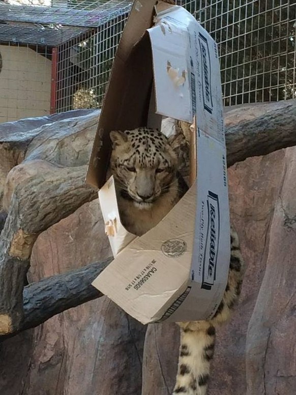 Leopard sitzt in einer Schachtel.

https://www.pinterest.com/pin/666743919803064994/