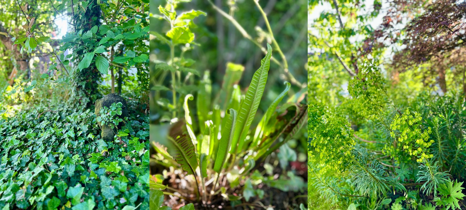 Ein hölzernes Schweinchen schnüffelt sich durch den Efeu (Hedera helix), ein Hirschzungenfarn (Asplenium scolopendrium) rollt seine Wedel aus und die Wolfsmilch (Euphorbia) wuchtet vor sich hin.
