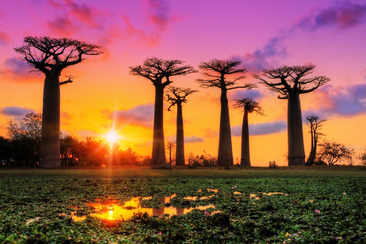 madagascar