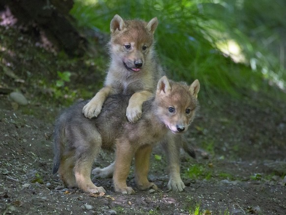 HANDOUT - Im Zoo Zuerich sind am 1. Mai junge mongolische Woelfe zur Welt gekommen. Die urspruenglich in Zentralasien heimischen Tiere zeugten 5 Nachkommen. (KEYSTONE/HANDOUT/Zoo Zuerich) *** NO SALES ...