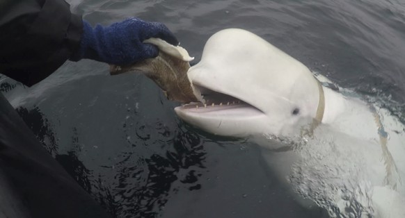 In this photo taken in April 2019, a beluga whale is fed from Arctic Norway.  Norwegian authorities say a beluga whale was spotted for the first time in Arctic Norway in 2019 with an apparently Russian-made hat...