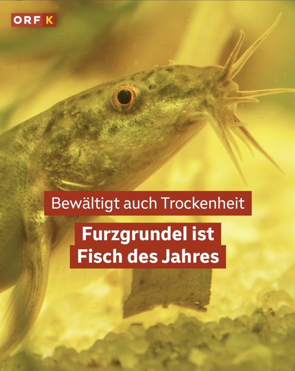 Fisch des Jahres in Österreich