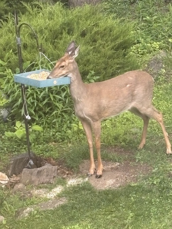 cute news tier reh

https://imgur.com/gallery/doe-b0bcUiP#/t/aww