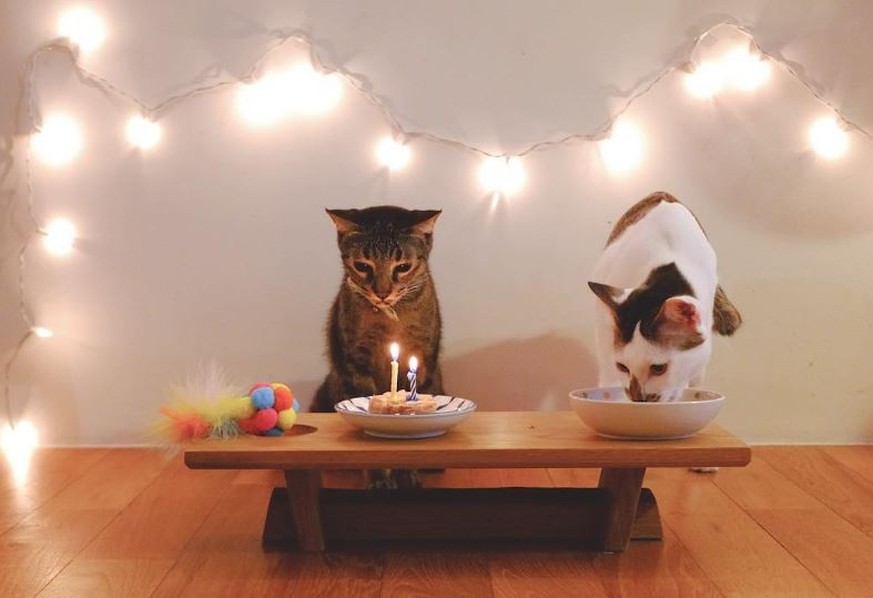 Diese 11 Dinge brauchst du, um den Geburtstag deiner Katze zu feiern