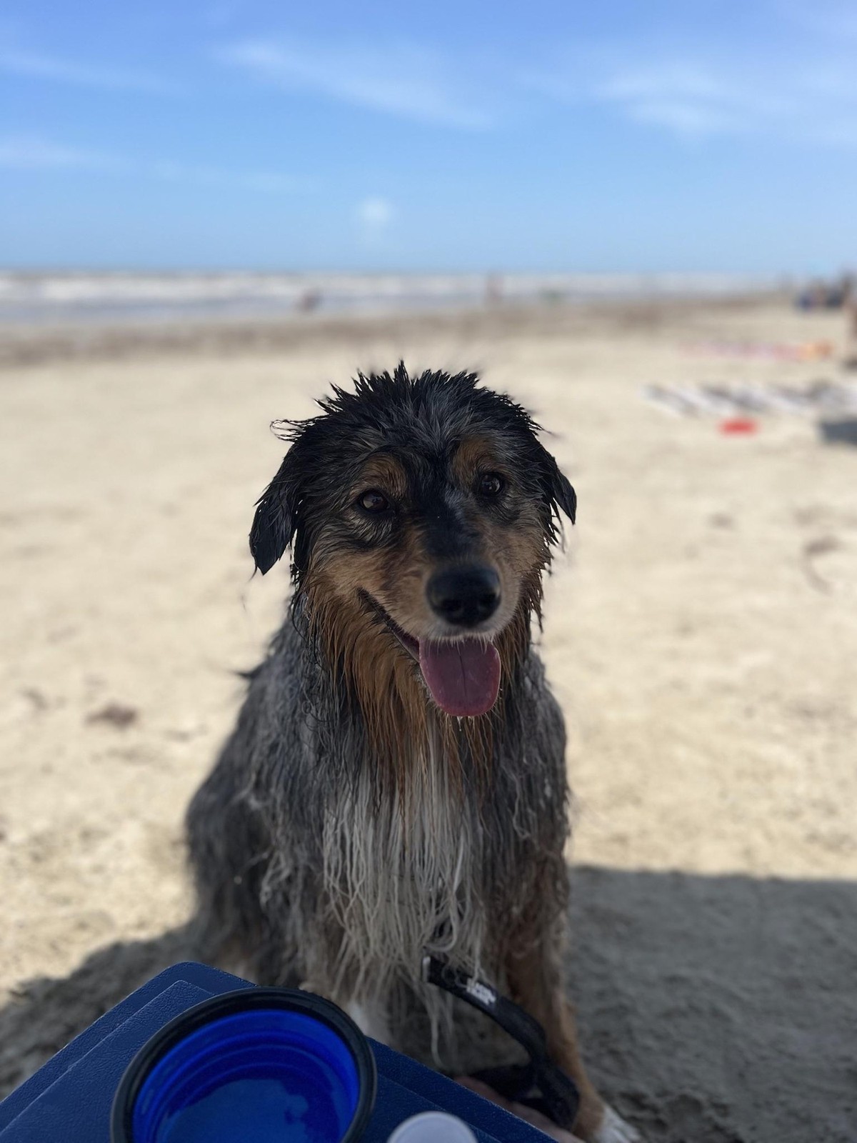cute news tier hund

https://imgur.com/t/aww/P3viutg