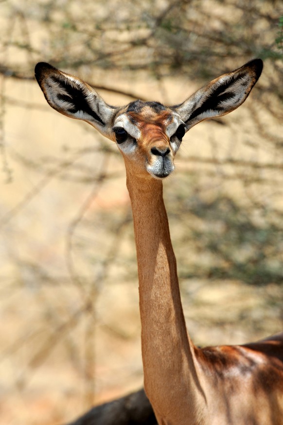 Giraffenantilope