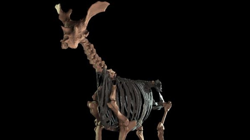 Vermutlich das grösste wiederkäuende Säugetier, das je gelebt hat:&nbsp;Sivatherium giganteum.