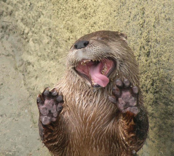 Tiere lecken Scheibe ab

http://imgur.com/gallery/lThRz