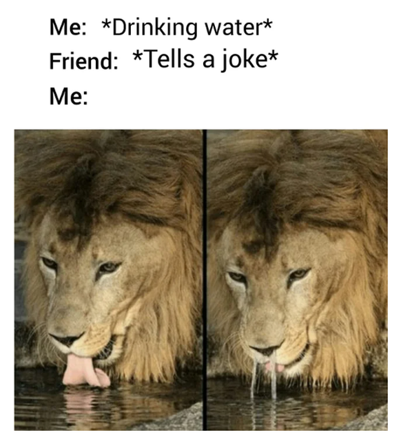 Löwe trinkt Wasser und es läuft ihm zur Nase wieder raus