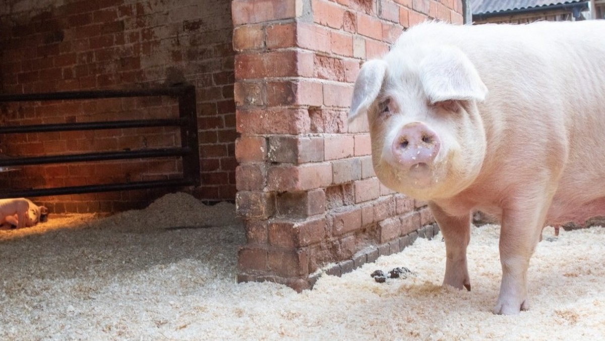 La peste porcine africaine menace la Suisse