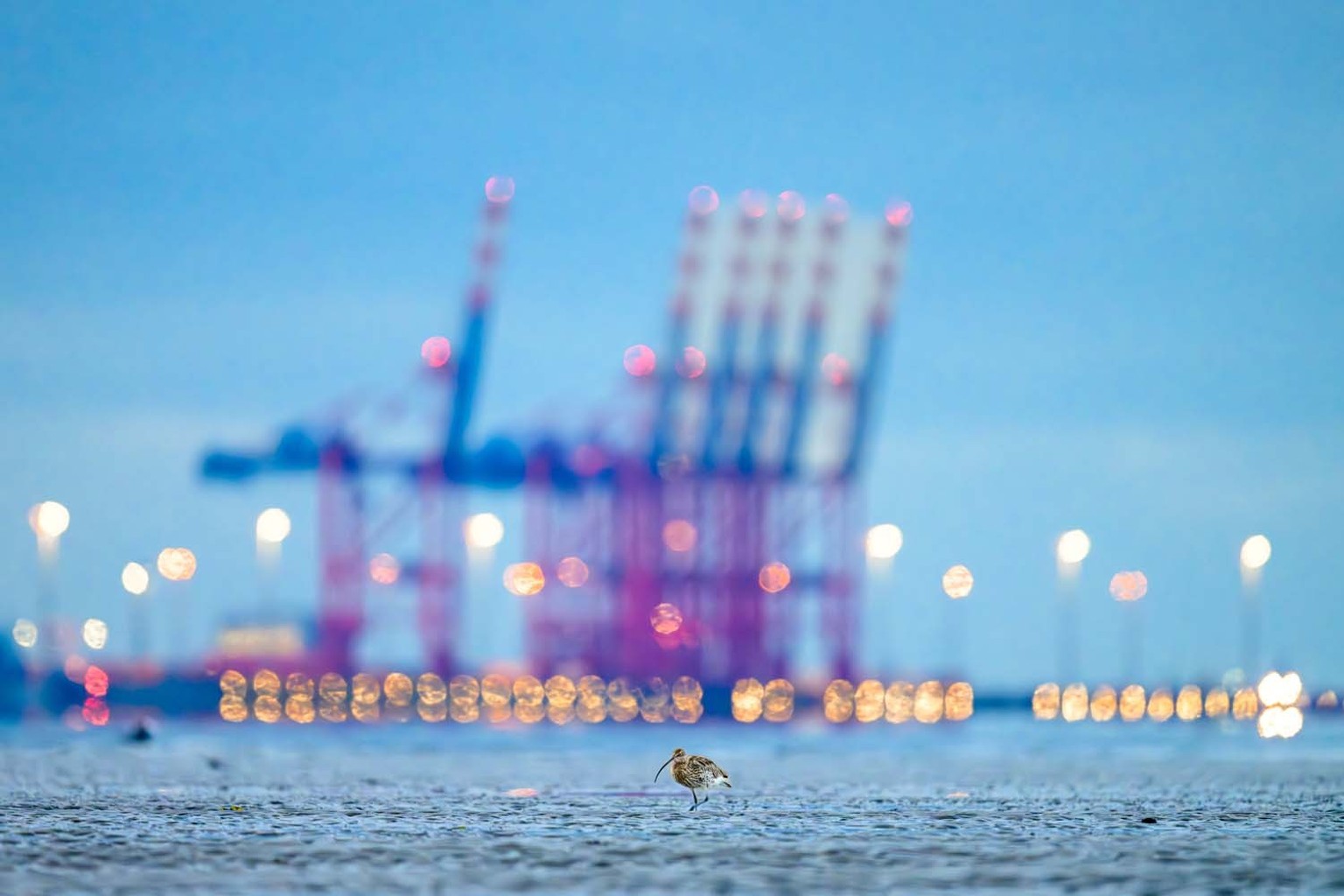 Geteilter 2. Platz Vögel / Großer Brachvogel vor den Lichtern des Jade-Weser-Ports