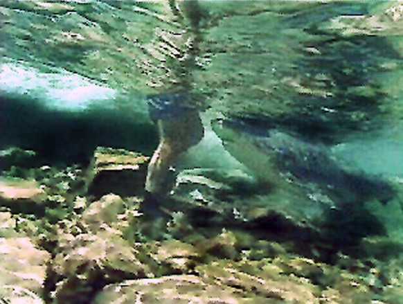 Eine Unterwasseraufnahme zeigt Ritter mit einem Bullenhai.