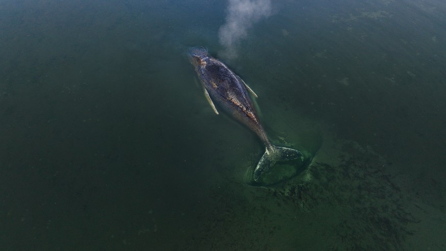 epa12865007 A handout photo made available Greenpeace press office shows a beached whale lying in the waters of the Baltic Sea at the island of Poel near Wismar, Germany, 01 April 2026. The humpback w ...