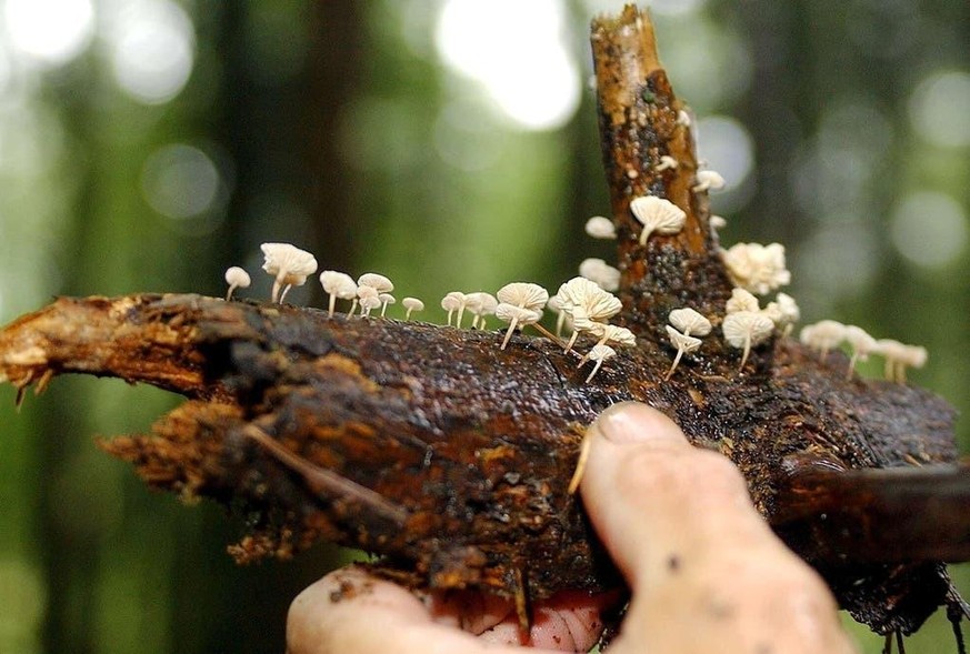 Der Ästchen-Zwergschwindling beispielsweise wächst auf totem Holz.