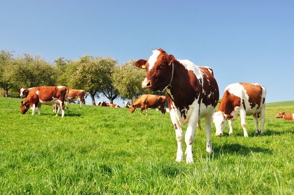 Kühe im Emmental: Auch hiesiges Fleisch sollte massvoll gegessen werden.