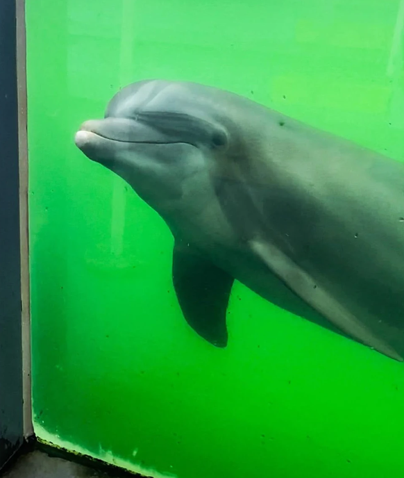 Delfin im verlassenen Freizeitpark in Florida