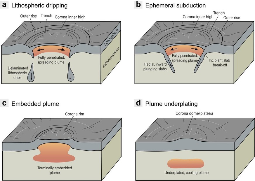 Blockdiagramm der Bildung von Coronae: Durchbricht ein Mantelplume die Lithosphäre, sinkt an ihren Rändern Kruste ab (a, b). Schwache Plumes liefern kein Material aus dem Inneren der Venus an die Ober ...