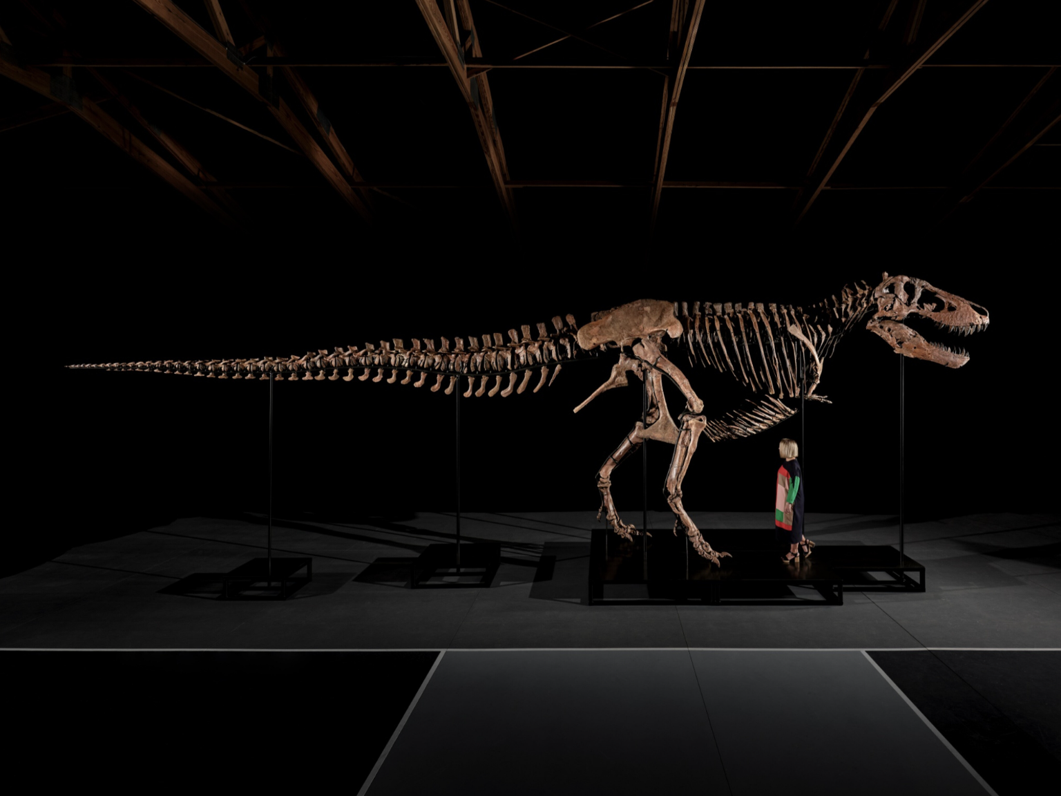 Das T-Rex-Skelett Gus wird am 14. Juli 2026 versteigert.