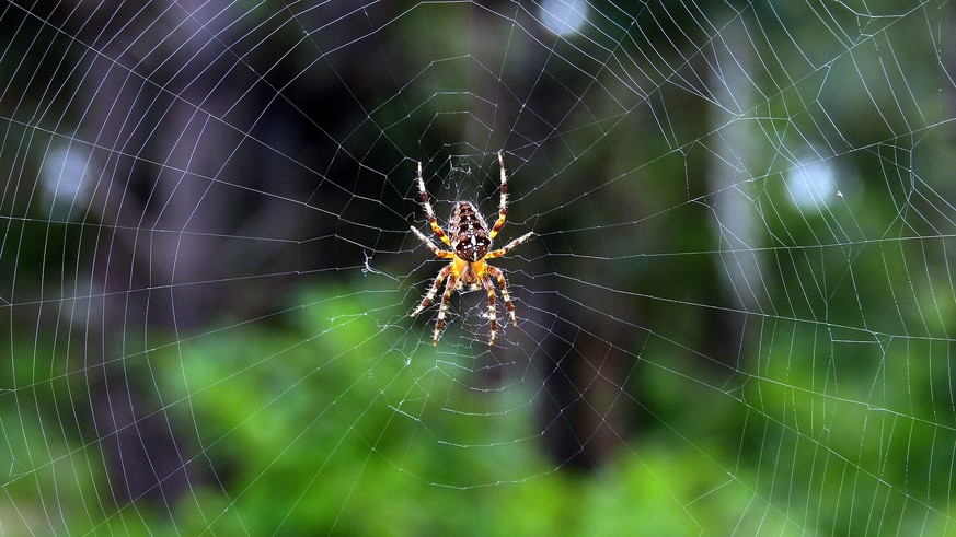 spinnen Kreurzspinne spinne netz