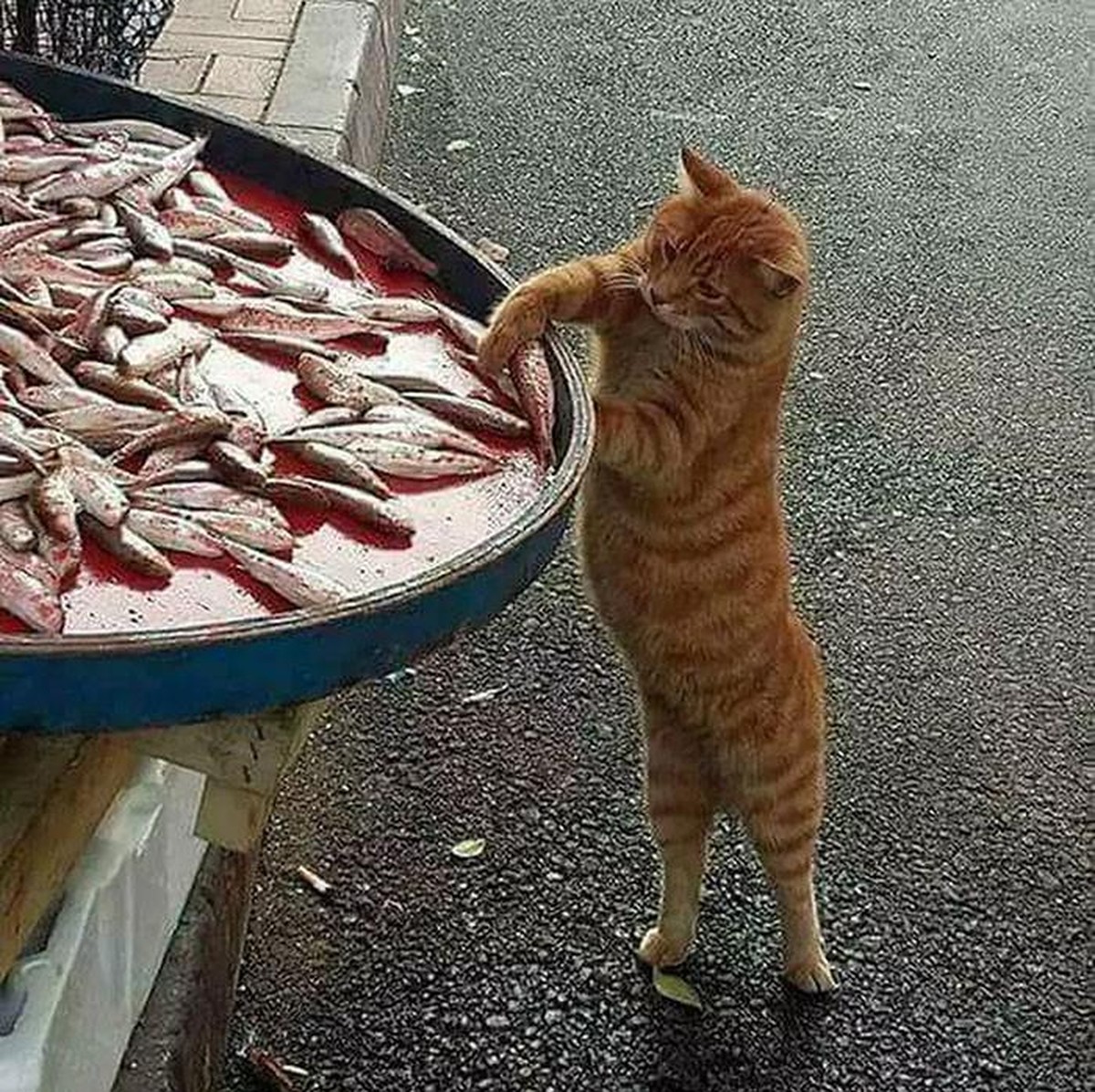cute news animal tier cat katze

https://www.boredpanda.com/pets-caught-stealing-food/