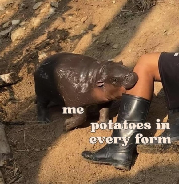 moo deng meme