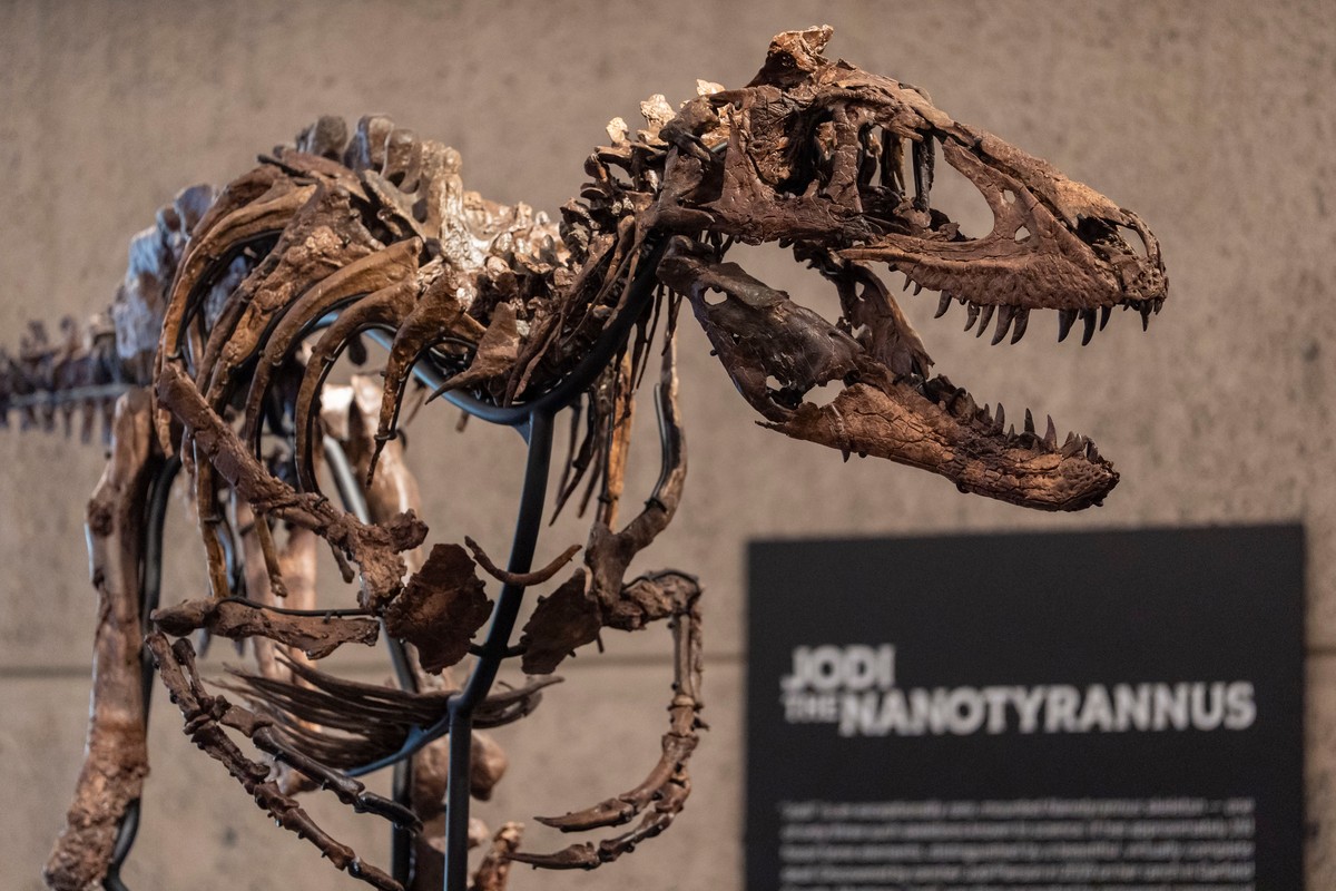Jodi, a mounted Nanotyrannus skeleton, of the Cretaceous Period, approximately 67 million years ago, estimated at $6 - 9 million, is displayed at Sotheby's, Tuesday, Oct. 13, 2026, in New York. ( ...