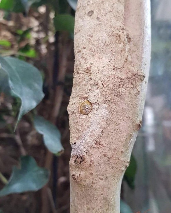 cute news tier gecko

https://www.reddit.com/r/AIDKE/comments/1kbbip7/uroplatus_sikorae_from_madagascar/