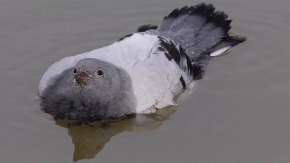 Taube denkt, sie sei eine Ente. Haha. Dumme Taube.
Cute News
http://imgur.com/gallery/Jj8MH