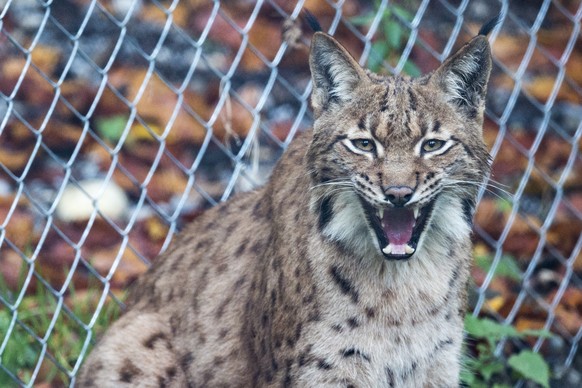 Ein noch namenloses Luchsmaennchen, aufgenommen am Montag, 19. Oktober 2015, im Wildpark Peter und Paul, in St. Gallen. Wie der Wildpark gestern informierte, konnten vor kurzem das Luchsweibchen Daphn ...