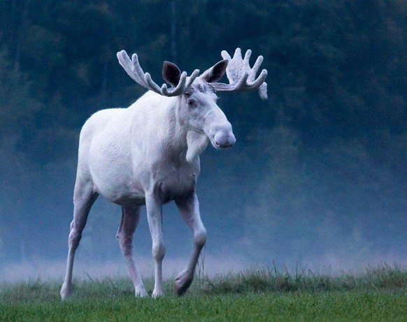 Normale Tiere und andere Dinge in besonderen Farben und darum von besonderer Schönheit.