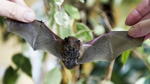 Une chauve-souris est photographie au Museum d&#039;histoire naturelle ce lundi 13 fevrier 2013 a Geneve. Depuis une semaine des personnes viennent rapporter des chauves-souris au musee. A cause du fr ...