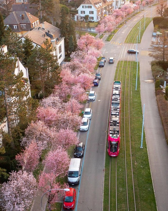Rauszeit Kirschblüten Basel Bruderholzallee