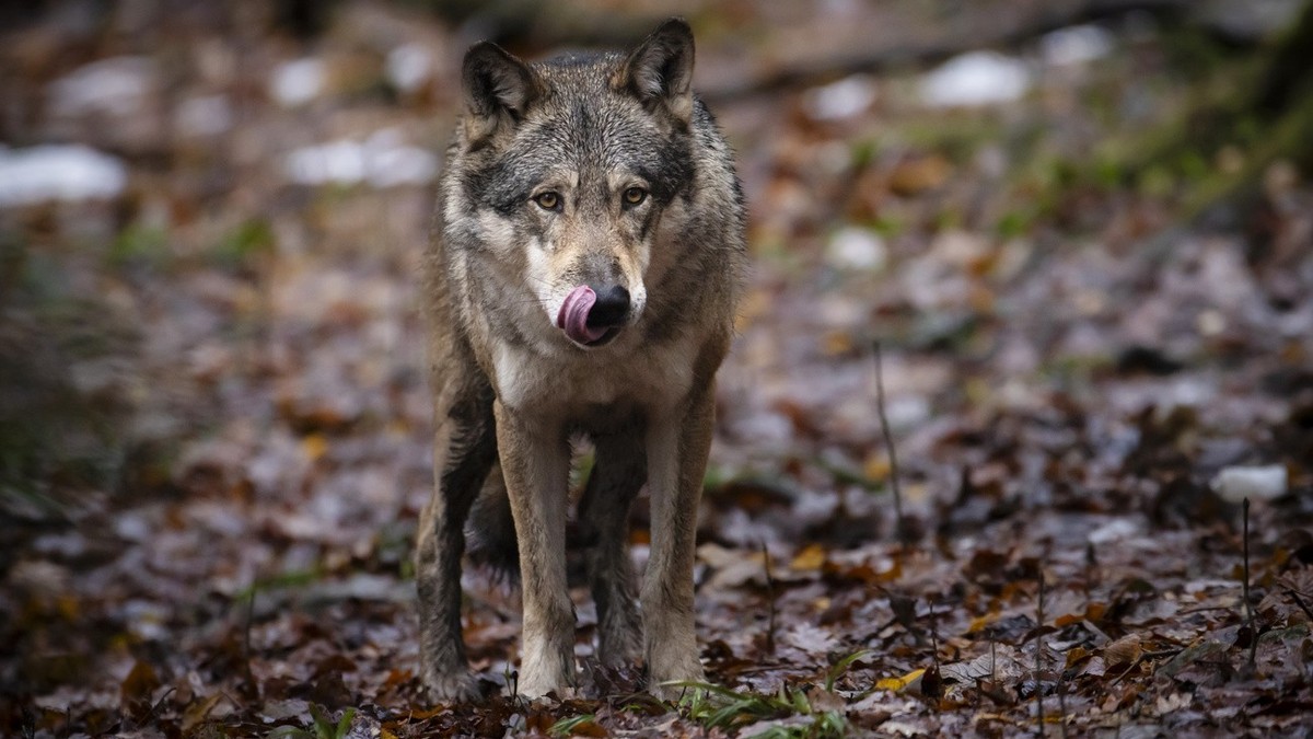 Ein Wolf im Wildnispark Langenberg, aufgenommen am Freitag, 8. Dezember 2023 in Langnau am Albis.Die Woelfe im Wildnispark Zuerich Langenberg stammen urspruenglich von Wildfaengen in den Karpaten ab u ...