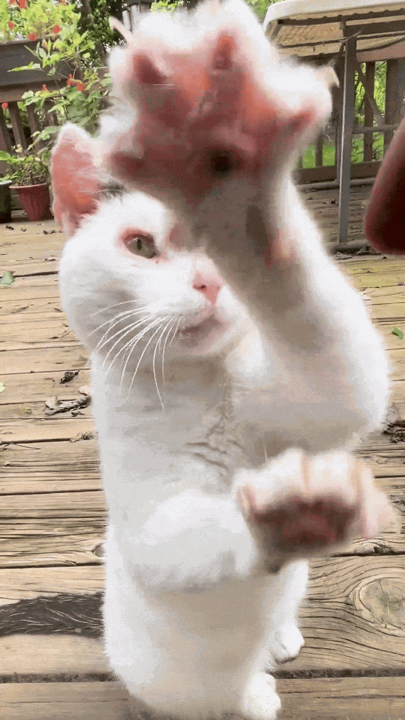 Animiertes GIF