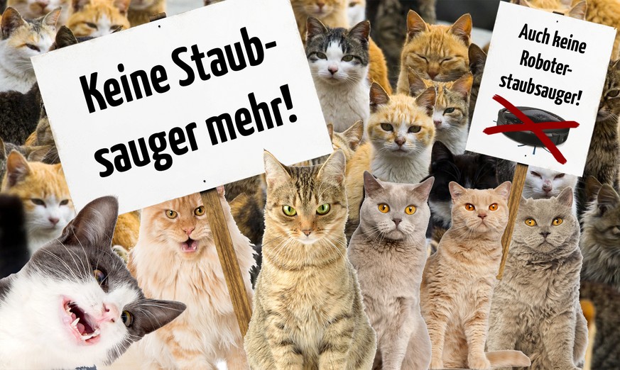 Wofür oder wogegen Katzen protestieren würden