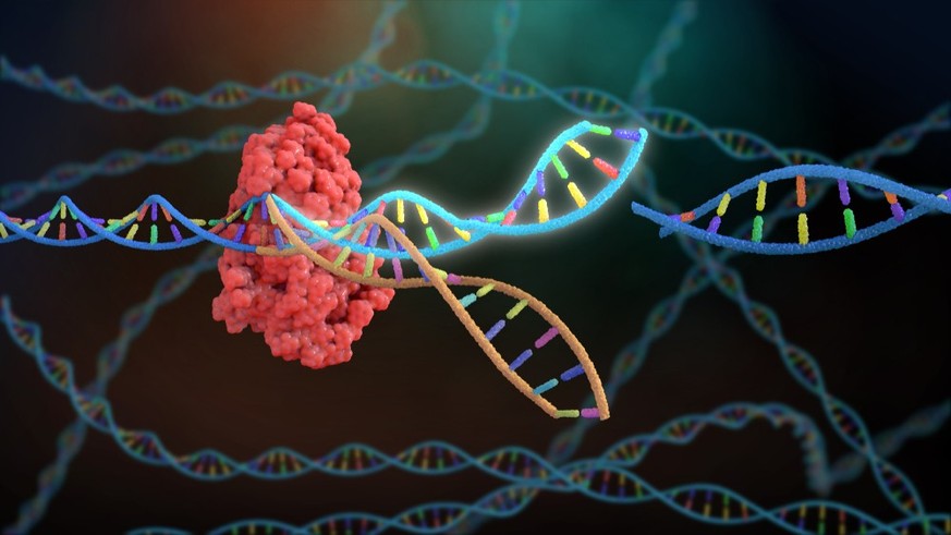 Die Genschere CRISPR/Cas9 kann den DNA-Doppelstrang, worauf das Erbgut gespeichert ist, gezielt an der gewünschten Stelle durchtrennen.