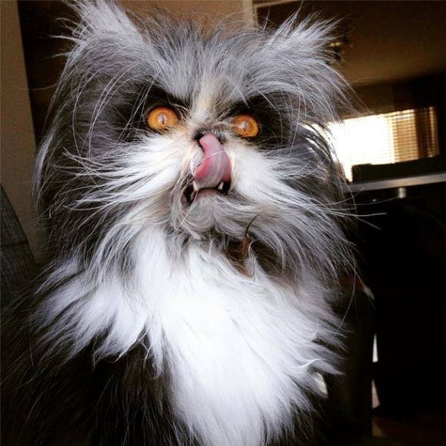 10 Bilder, die beweisen, dass deine Katze manchmal ein Dämon ist