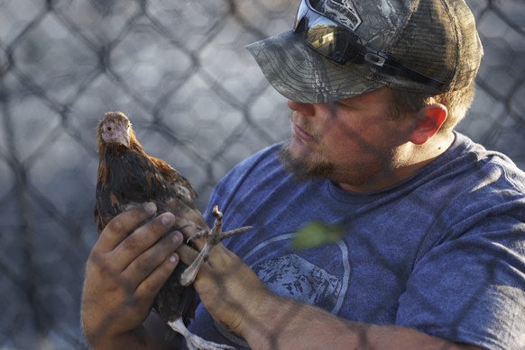 This Thursday, Aug. 19, 2016, photo an animal rescue volunteer checks on a chicken at the burned out property of the Santore family&#039;s home in Cajon Junction, Calif. The Santore family who took re ...